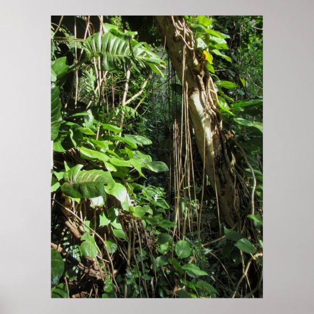 Vild Hawaii Philodendrons Poster (Framsidan)