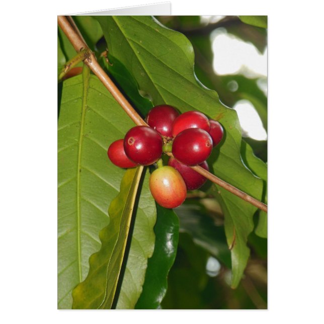 Vild Hawaiian Coffee Cherries Hälsningskort (Framsidan)