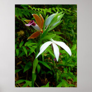 Vild Hawaiian Orchids Poster