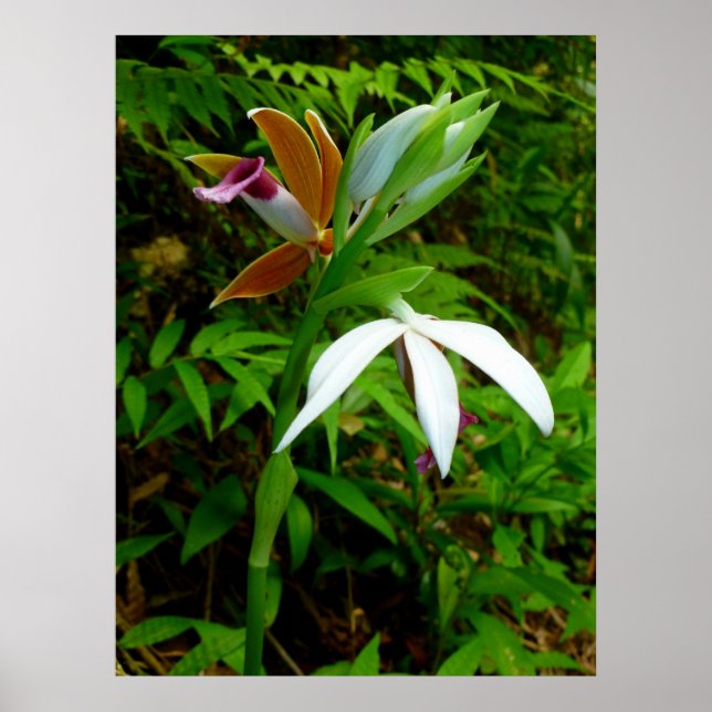 Vild Hawaiian Orchids Poster (Framsidan)