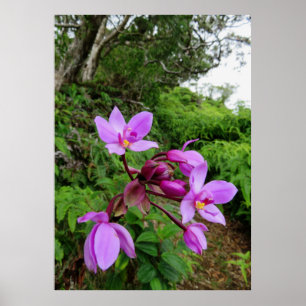 Vild Hawaiian Orchids Poster