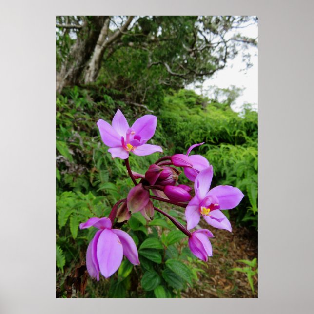 Vild Hawaiian Orchids Poster (Framsidan)