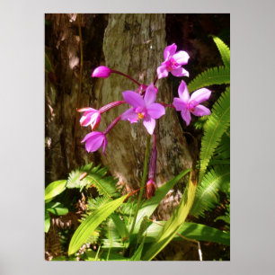 Vild Hawaiian Orchids Poster
