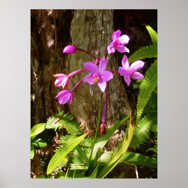 Vild Hawaiian Orchids Poster (Framsidan)