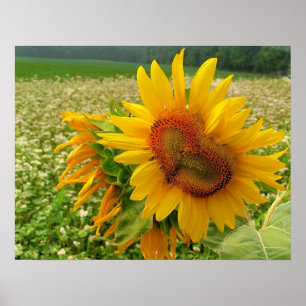 Vild Heart,Solblommor,Skriver Poster