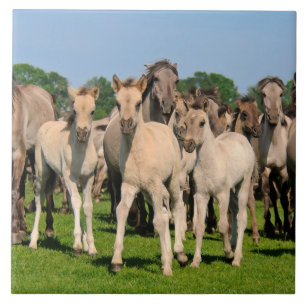 Vild Herd Grullo Färg Dulmen Horses Foals Photo / Kakelplatta