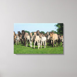 Vild herde Duelmen Ponies med föl. Canvastryck