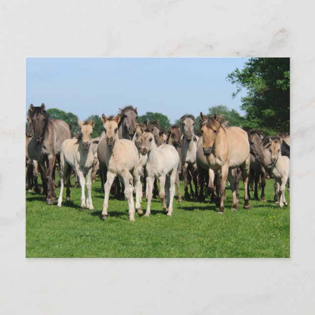 Vild herde Duelmen Ponies med föl. Vykort (Framsida)