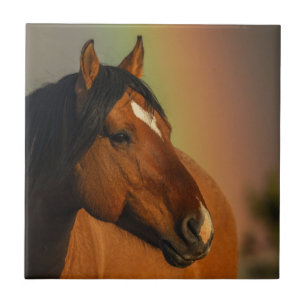 Vild Hingst, Gyllene Ljus och Regnbåge Kakelplatta