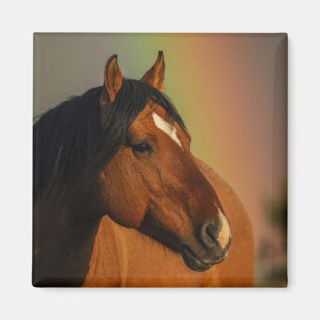 Vild Hingst, Gyllene Ljus och Regnbåge Magnet (Framsidan)