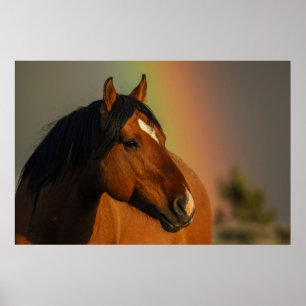 Vild hingst, gyllene ljus och regnbåge poster