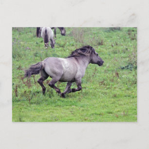 vild hingst vykort