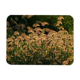 Vild hirs (Panicum Sp.) som växer i våtmark Magnet