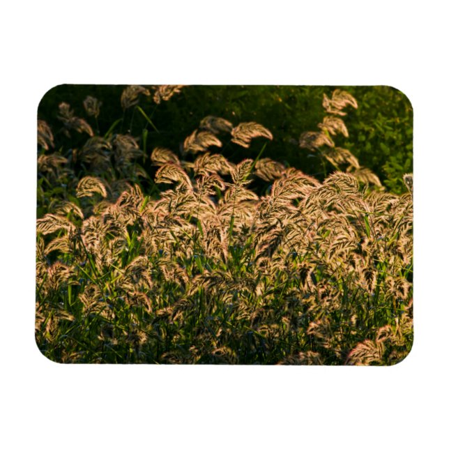 Vild hirs (Panicum Sp.) som växer i våtmark Magnet (Horisontell)