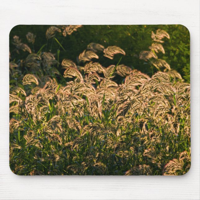 Vild hirs (Panicum Sp.) som växer i våtmark Musmatta (Framsidan)