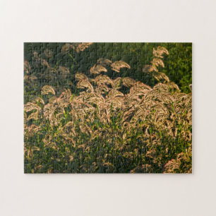 Vild hirs (Panicum Sp.) som växer i våtmark Pussel