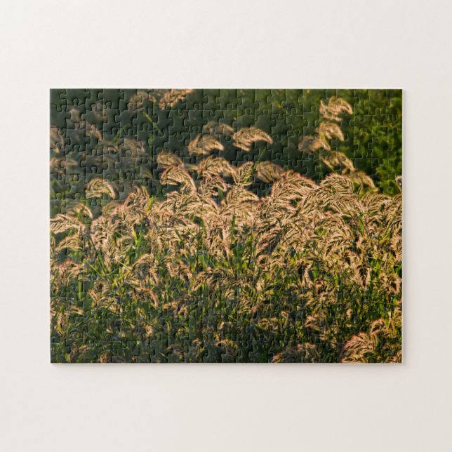 Vild hirs (Panicum Sp.) som växer i våtmark Pussel (Horisontell)