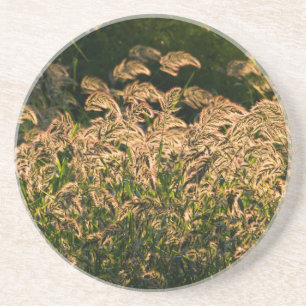 Vild hirs (Panicum Sp.) som växer i våtmark Underlägg