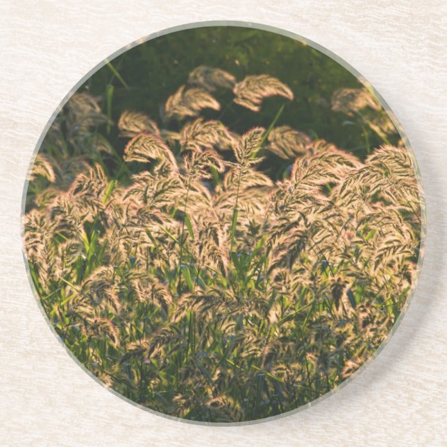 Vild hirs (Panicum Sp.) som växer i våtmark Underlägg (Framsidan)