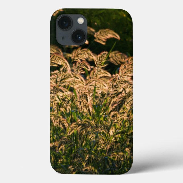 Vild hirs (Panicum Sp.) växer i våtmark (Baksida)