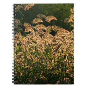 Vild hirs (Panicum Sp.) växer i våtmark Anteckningsbok Med Spiral