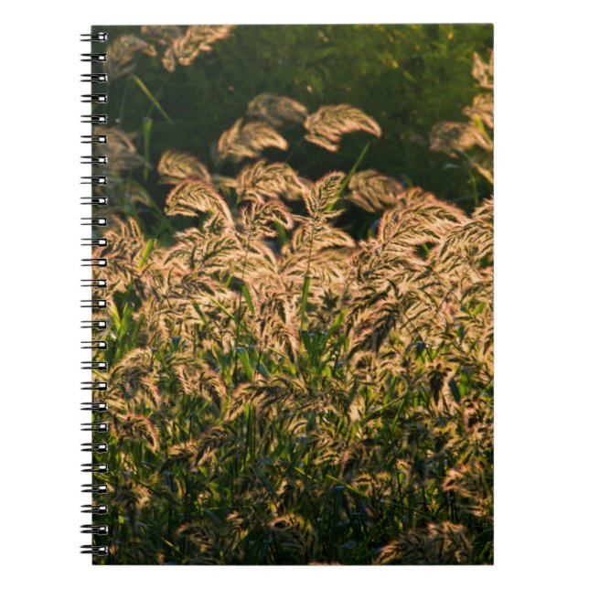 Vild hirs (Panicum Sp.) växer i våtmark Anteckningsbok Med Spiral (Framsidan)