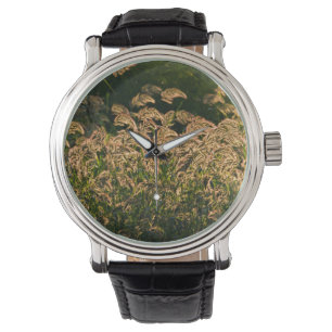 Vild hirs (Panicum Sp.) växer i våtmark Armbandsur