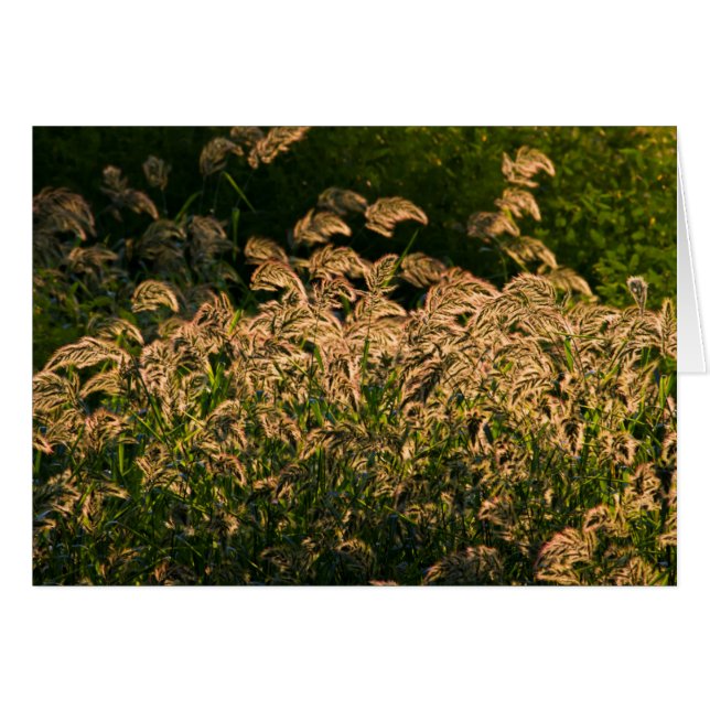 Vild hirs (Panicum Sp.) växer i våtmark Hälsningskort (Framsidan Horizontal)