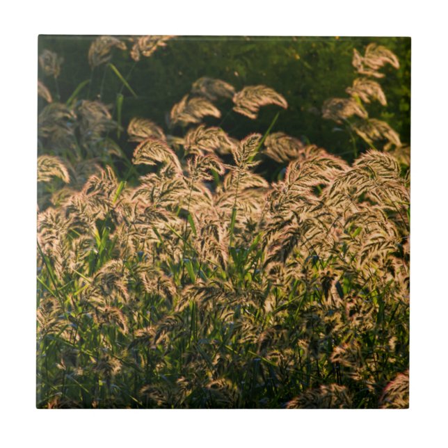 Vild hirs (Panicum Sp.) växer i våtmark Kakelplatta (Framsidan)
