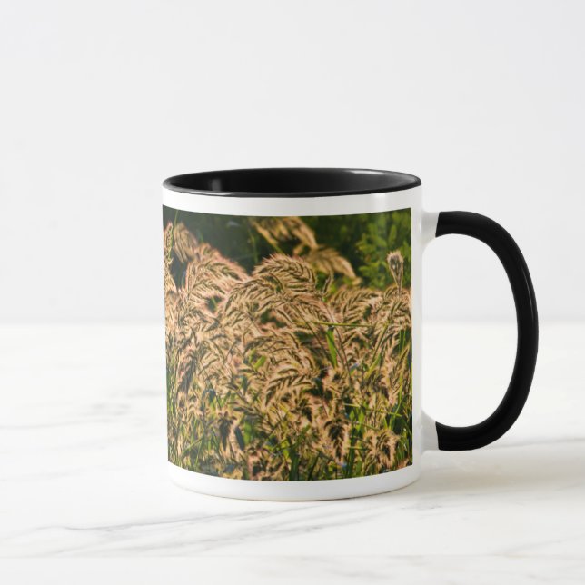 Vild hirs (Panicum Sp.) växer i våtmark Mugg (Höger)