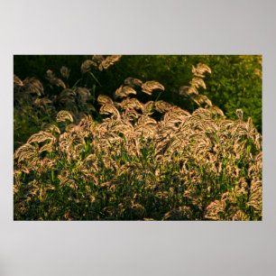 Vild hirs (Panicum Sp.) växer i våtmark Poster