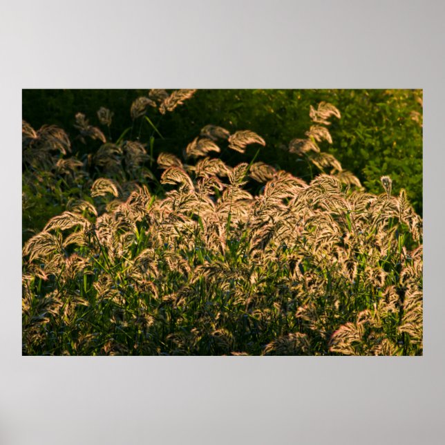 Vild hirs (Panicum Sp.) växer i våtmark Poster (Framsidan)