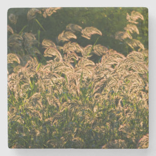 Vild hirs (Panicum Sp.) växer i våtmark Underlägg Sten