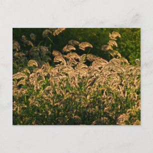 Vild hirs (Panicum Sp.) växer i våtmark Vykort