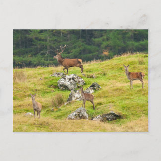 Vild Hjort Stag och Hinds Scotland Photographic Vykort