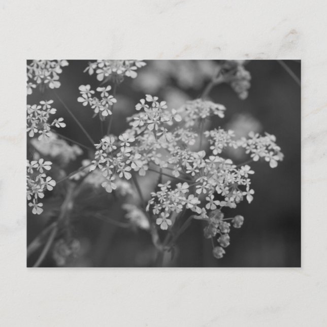 "Vild Hog Ogräs" Vykort (Framsida)