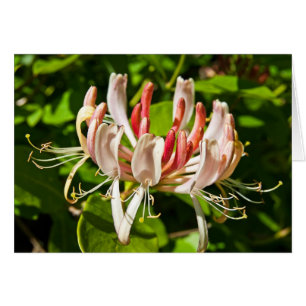 Vild Honeysuckle Hälsningskort