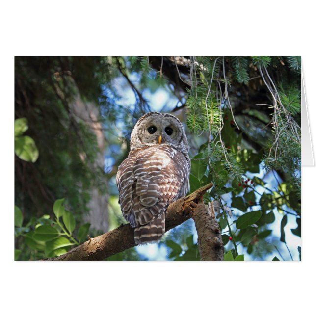 Vild Hoot Uggla Staring i Forest OBS Kort (Framsidan Horizontal)