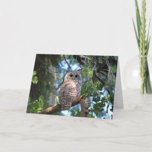 Vild Hoot Uggla Staring i skogen Kort