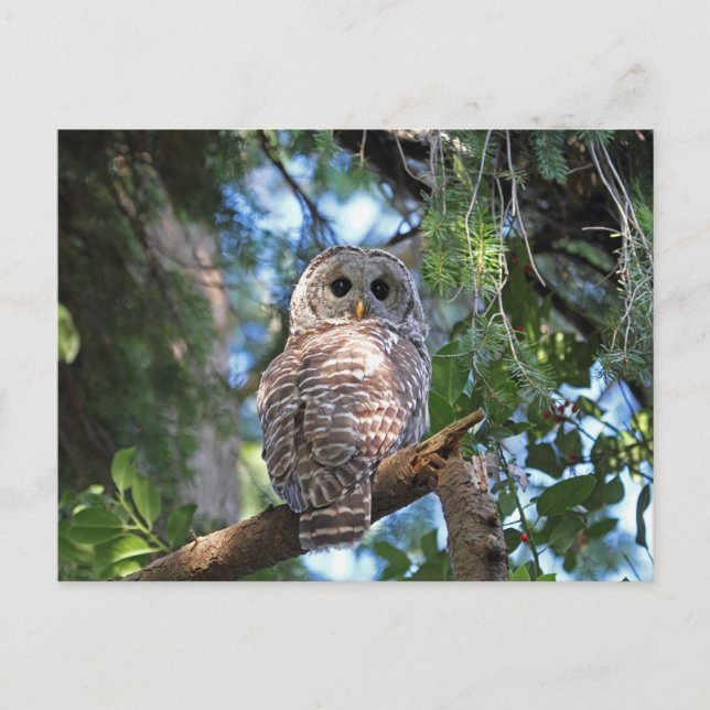 Vild Hoot Uggla Staring i skogen Vykort (Framsida)