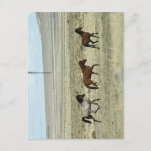 Vild Hore Studs Vykort