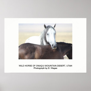VILD HORSE AV ONAQUI MOUNTAINS, UTAH POSTER