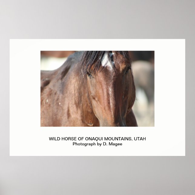 VILD HORSE AV ONAQUI MOUNTAINS, UTAH POSTER (Framsidan)