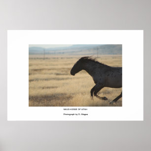 VILD HORSE AV POSTER UTAH FOTOGRAPH