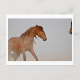 VILD HORSE AV UTAH I WESTERNT ÖNSKAT VYKORT