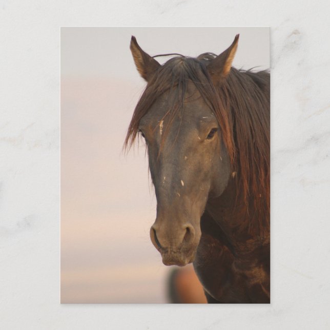 VILD HORSE AV UTAH I WESTERNT ÖNSKAT VYKORT (Framsida)