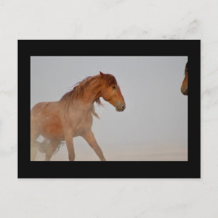 VILD HORSE AV UTAH I WESTERNT ÖNSKAT VYKORT
