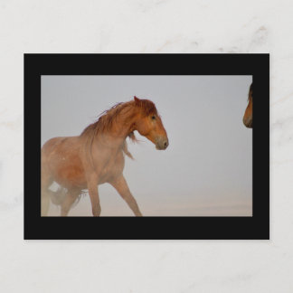 VILD HORSE AV UTAH I WESTERNT ÖNSKAT VYKORT