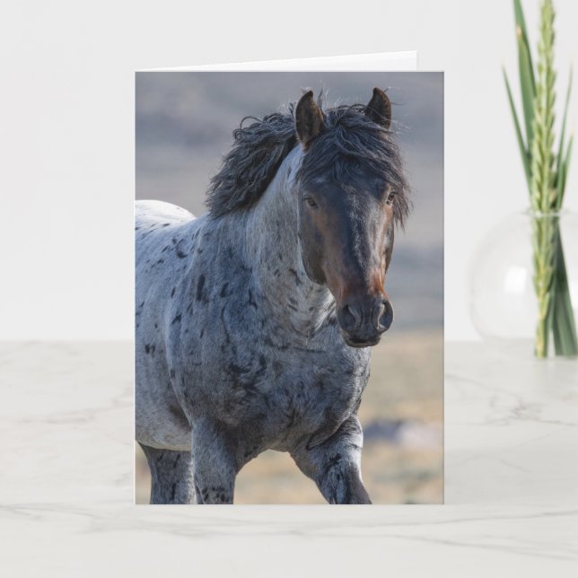Vild Horse Greeting Card - Blue and Hans Family Tack Kort (Framsida)