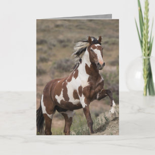 Vild Horse Greeting Card - Picasso Springa Up Kort